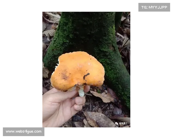 云南玉昆挺进升班马赛季,安德森表示磨合需要时间 云南玉昆挺进升班马赛季,安德森表示磨合需要时间